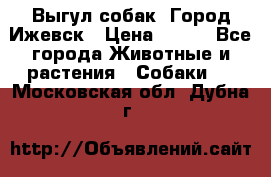 Выгул собак. Город Ижевск › Цена ­ 150 - Все города Животные и растения » Собаки   . Московская обл.,Дубна г.